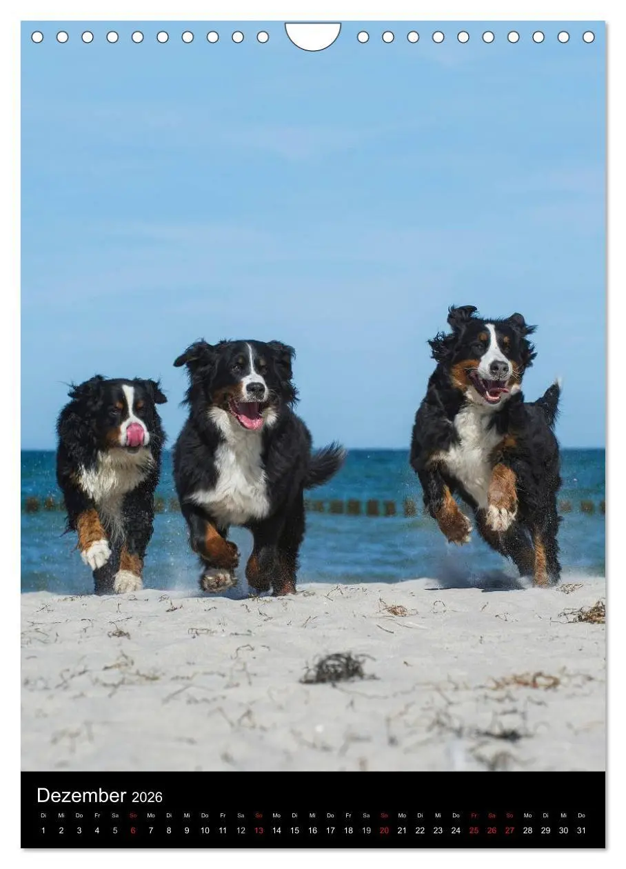 Bild: 9783516475326 | Berner Sennenhund 2026 (Wandkalender 2026 DIN A4 hoch), CALVENDO...