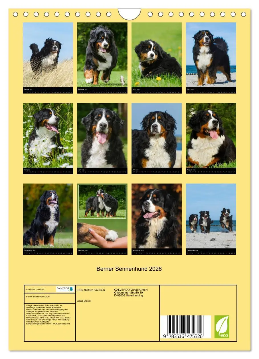 Bild: 9783516475326 | Berner Sennenhund 2026 (Wandkalender 2026 DIN A4 hoch), CALVENDO...