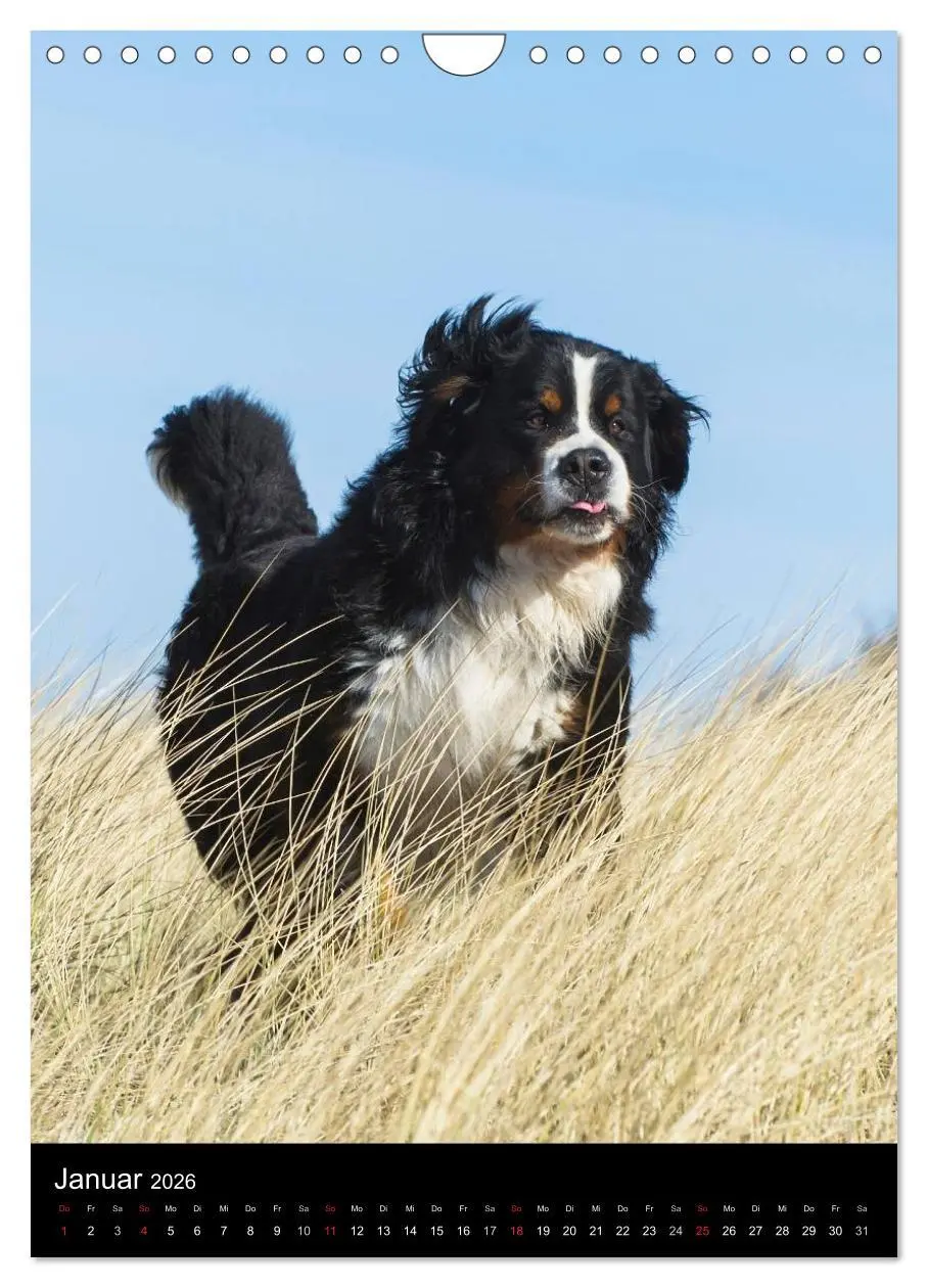 Bild: 9783516475326 | Berner Sennenhund 2026 (Wandkalender 2026 DIN A4 hoch), CALVENDO...