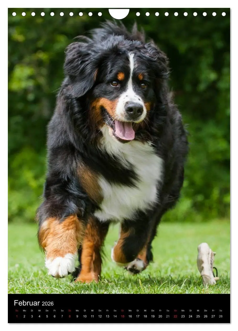 Bild: 9783516475326 | Berner Sennenhund 2026 (Wandkalender 2026 DIN A4 hoch), CALVENDO...