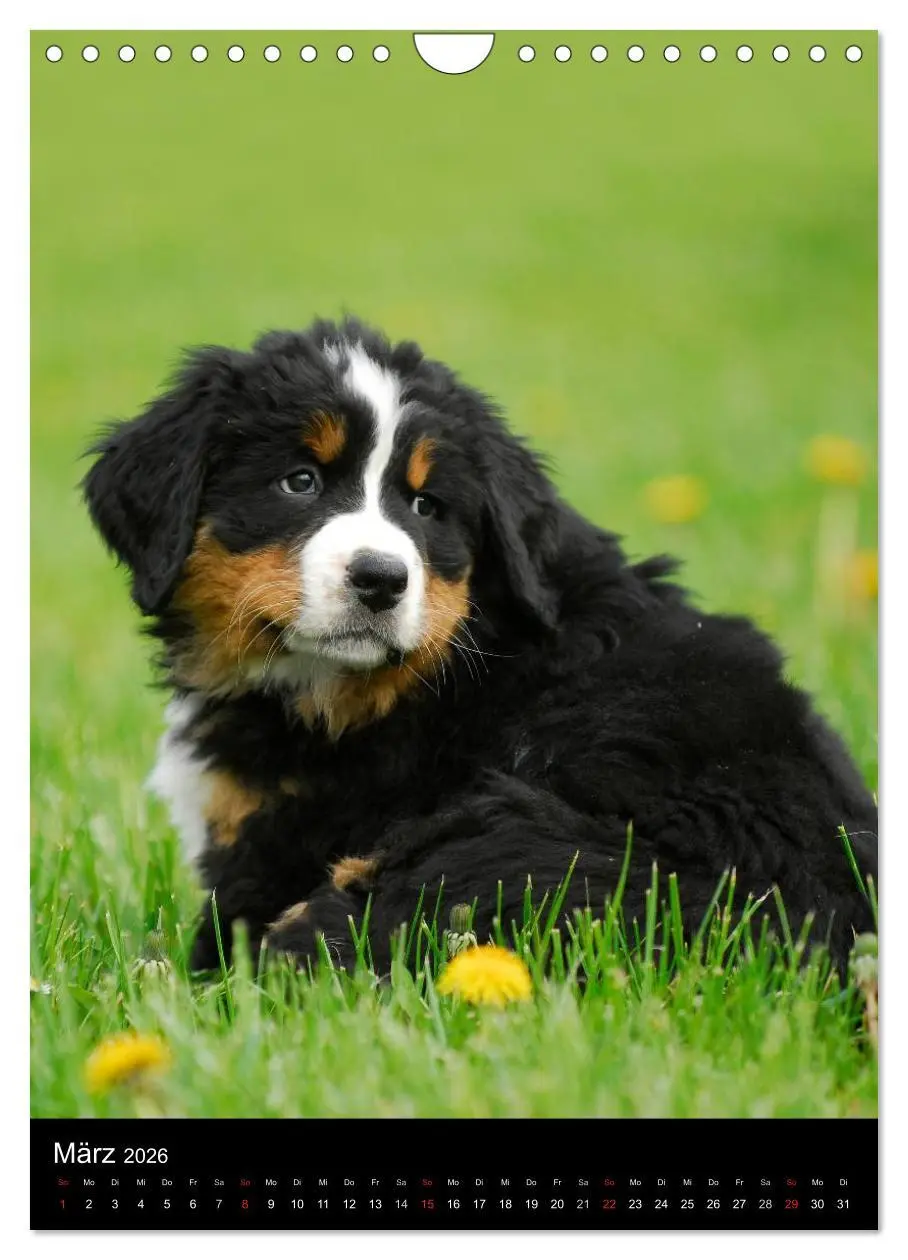 Bild: 9783516475326 | Berner Sennenhund 2026 (Wandkalender 2026 DIN A4 hoch), CALVENDO...