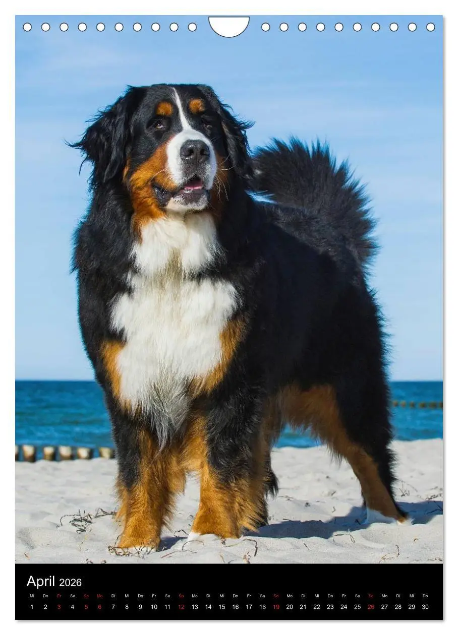 Bild: 9783516475326 | Berner Sennenhund 2026 (Wandkalender 2026 DIN A4 hoch), CALVENDO...