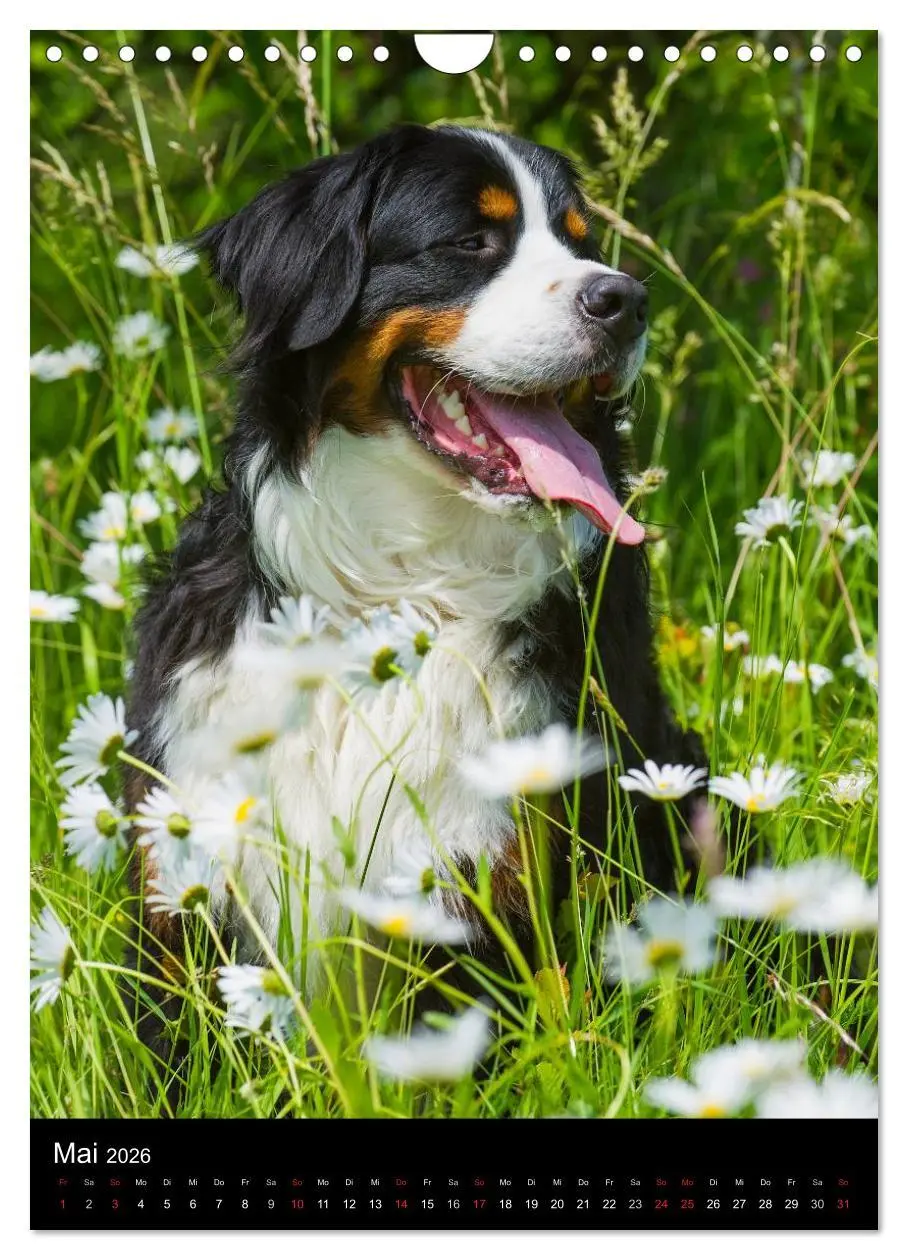 Bild: 9783516475326 | Berner Sennenhund 2026 (Wandkalender 2026 DIN A4 hoch), CALVENDO...