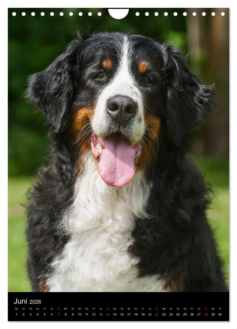 Bild: 9783516475326 | Berner Sennenhund 2026 (Wandkalender 2026 DIN A4 hoch), CALVENDO...