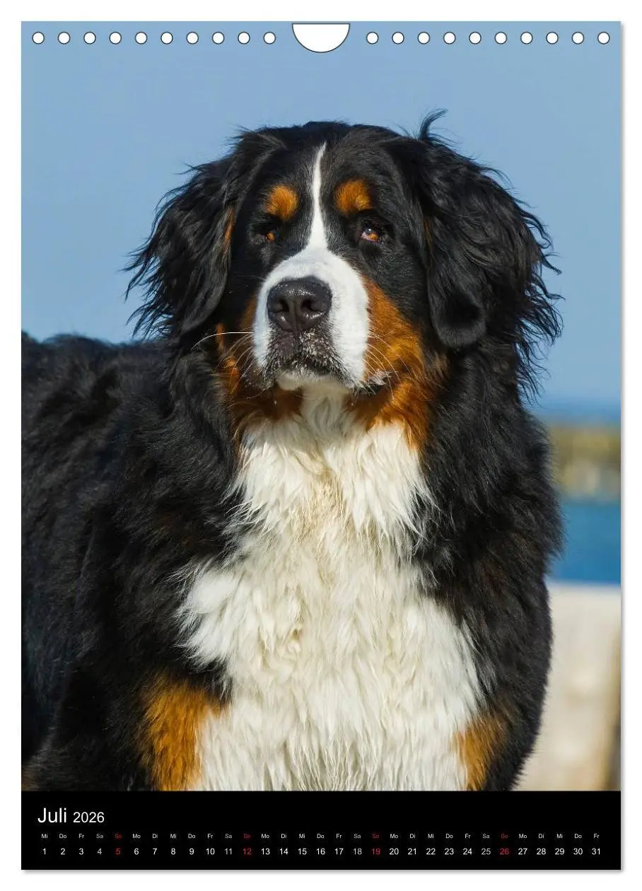 Bild: 9783516475326 | Berner Sennenhund 2026 (Wandkalender 2026 DIN A4 hoch), CALVENDO...