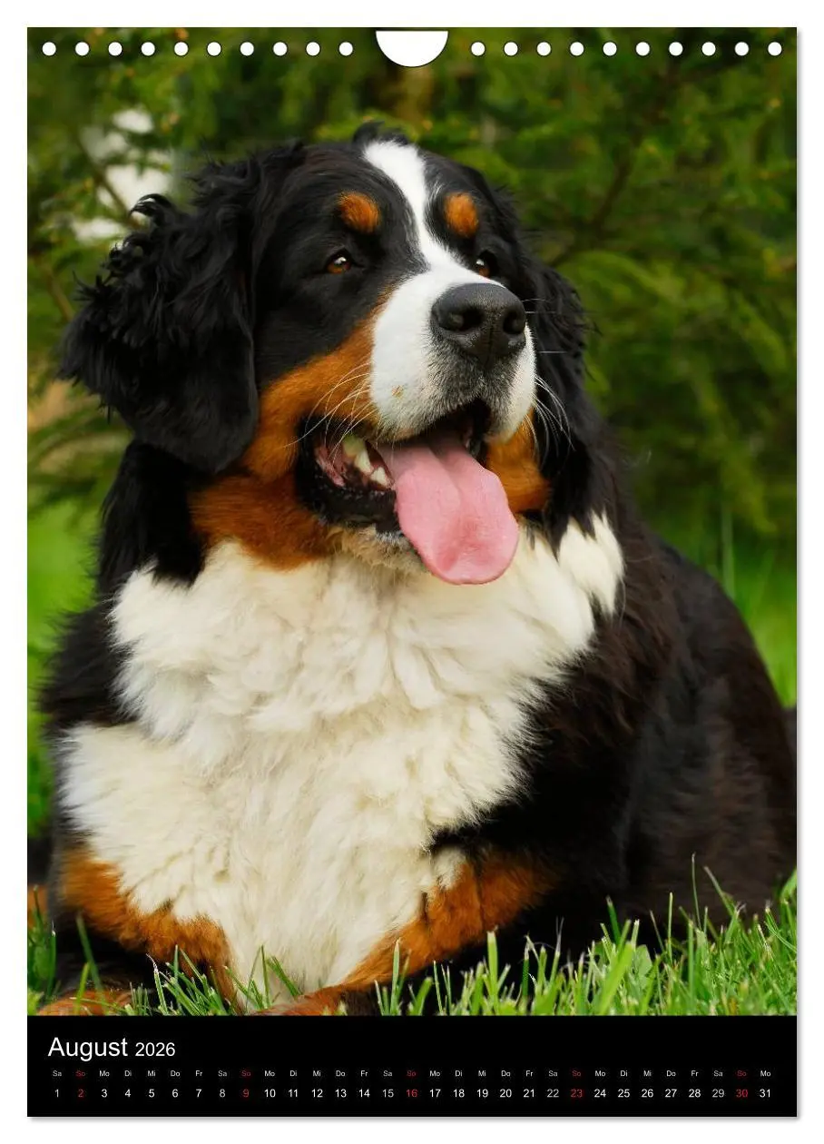 Bild: 9783516475326 | Berner Sennenhund 2026 (Wandkalender 2026 DIN A4 hoch), CALVENDO...