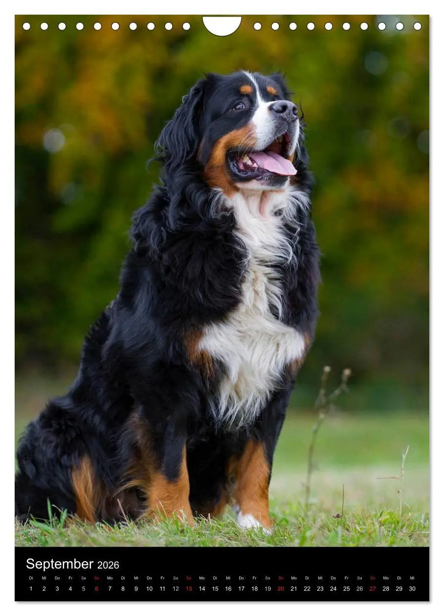 Bild: 9783516475326 | Berner Sennenhund 2026 (Wandkalender 2026 DIN A4 hoch), CALVENDO...