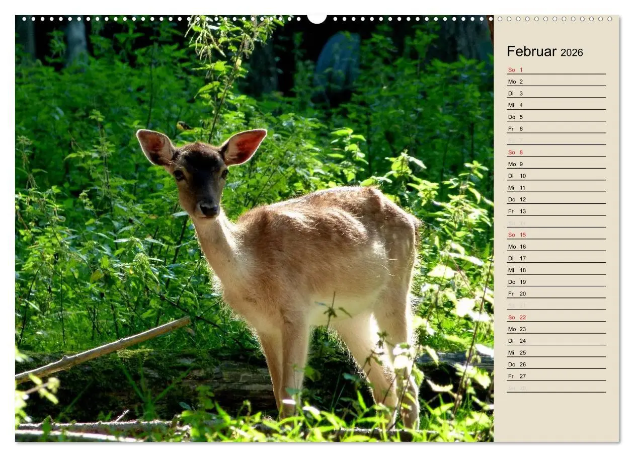 Bild: 9783457995426 | Bad Orb - Romantik im Spessart (Wandkalender 2026 DIN A2 quer),...