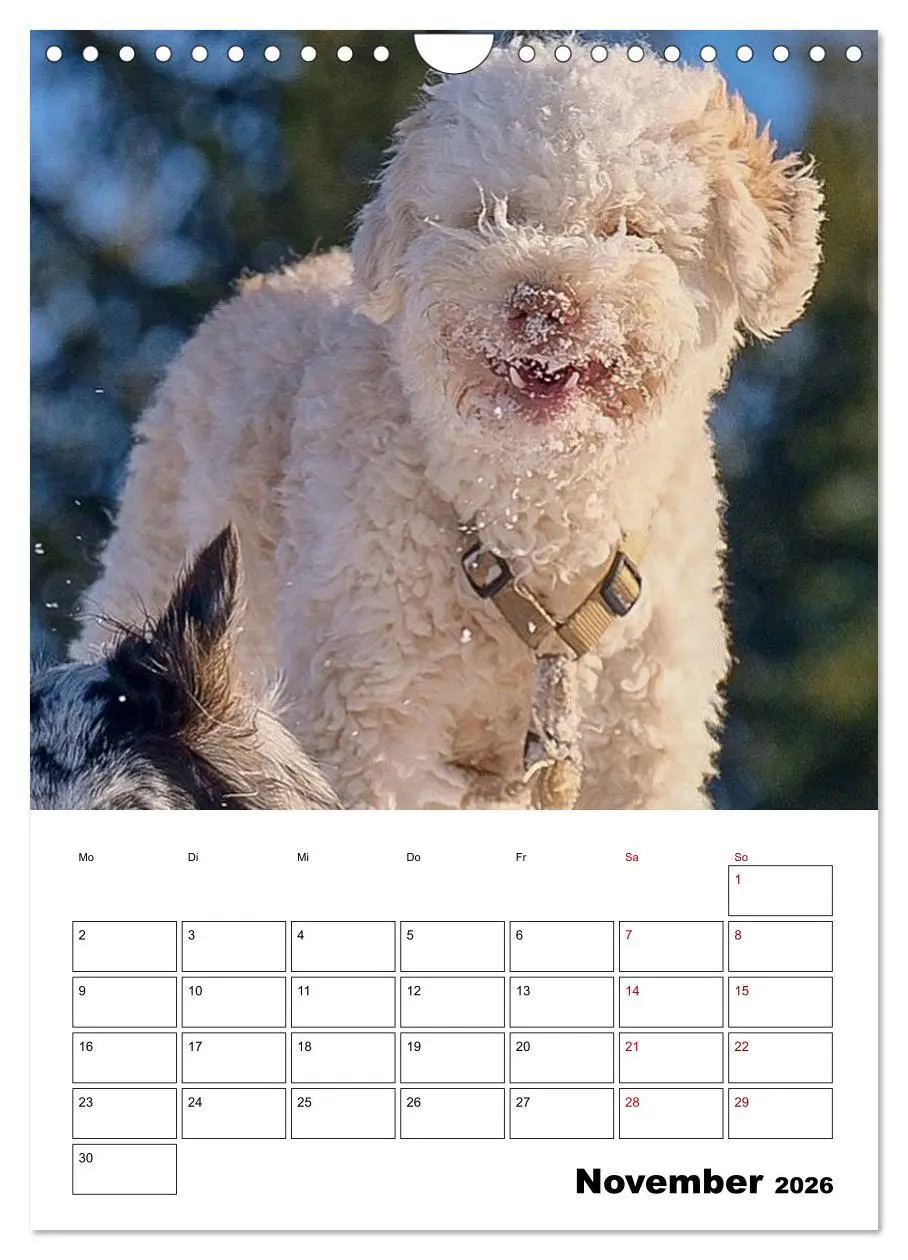 Bild: 9783516395426 | Lagotto Romagnolo - Lustige Zwerge (Wandkalender 2026 DIN A4 hoch),...