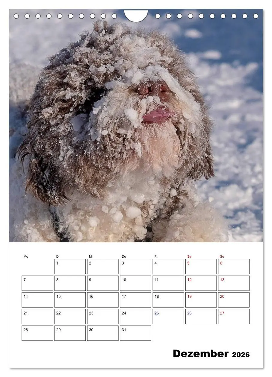 Bild: 9783516395426 | Lagotto Romagnolo - Lustige Zwerge (Wandkalender 2026 DIN A4 hoch),...