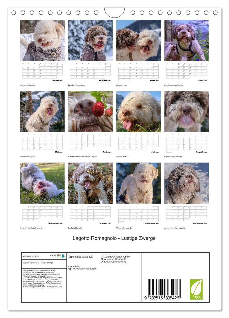 Bild: 9783516395426 | Lagotto Romagnolo - Lustige Zwerge (Wandkalender 2026 DIN A4 hoch),...