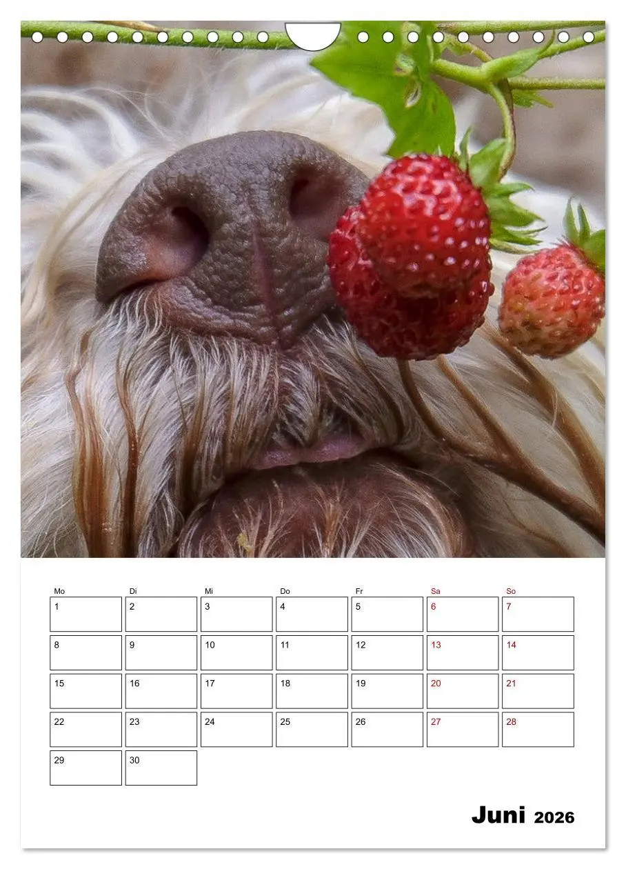 Bild: 9783516395426 | Lagotto Romagnolo - Lustige Zwerge (Wandkalender 2026 DIN A4 hoch),...