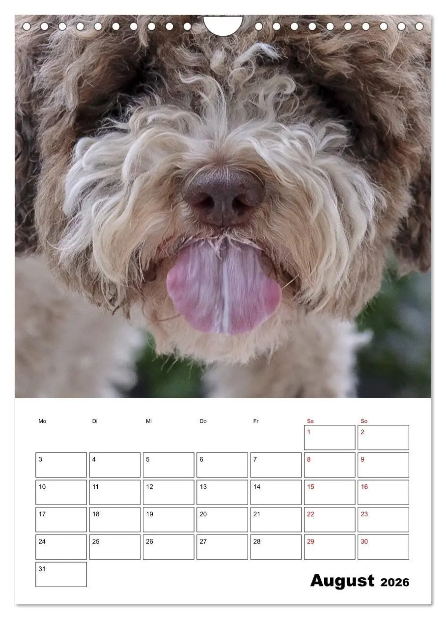 Bild: 9783516395426 | Lagotto Romagnolo - Lustige Zwerge (Wandkalender 2026 DIN A4 hoch),...