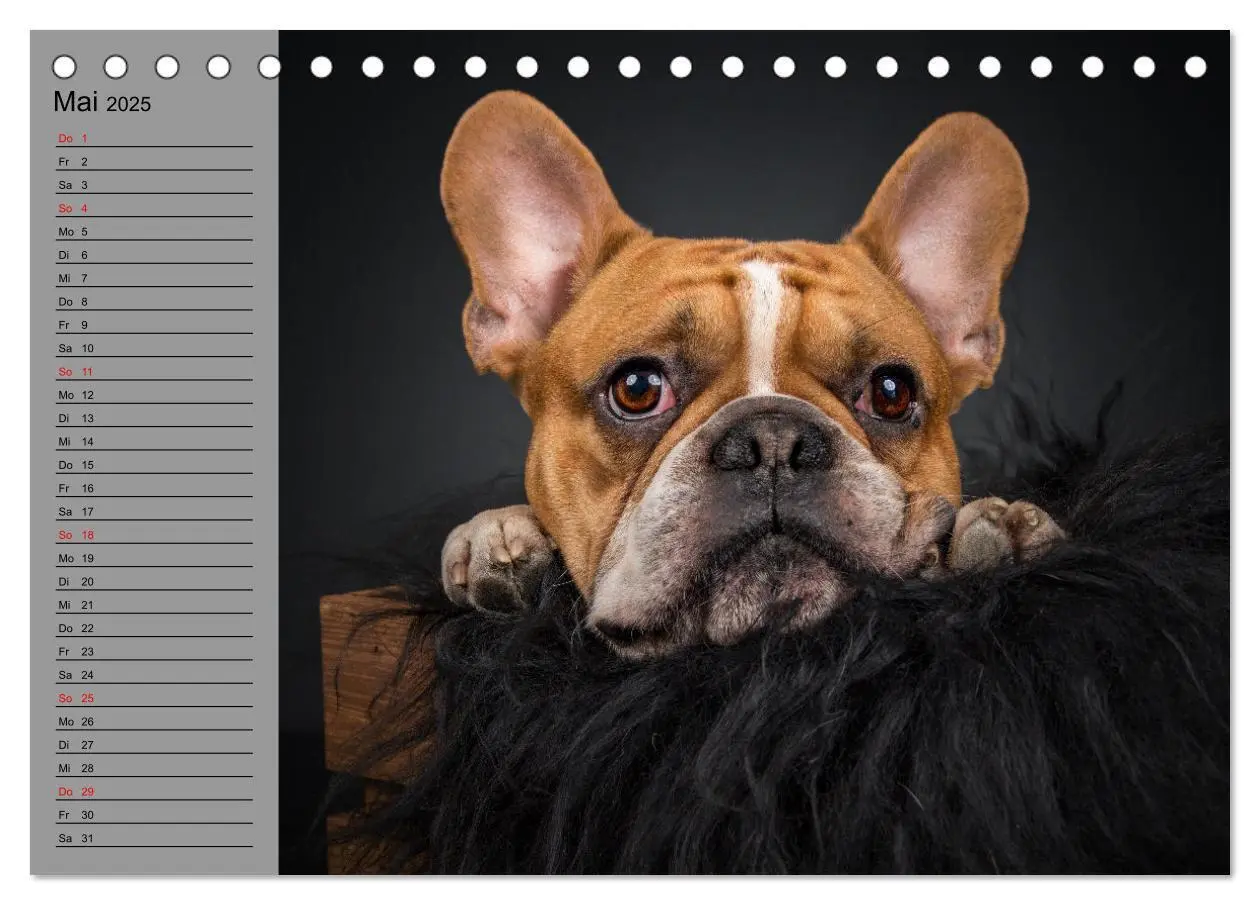 Bild: 9783435025626 | Bullymania - Französische Bulldoggen (Tischkalender 2025 DIN A5...