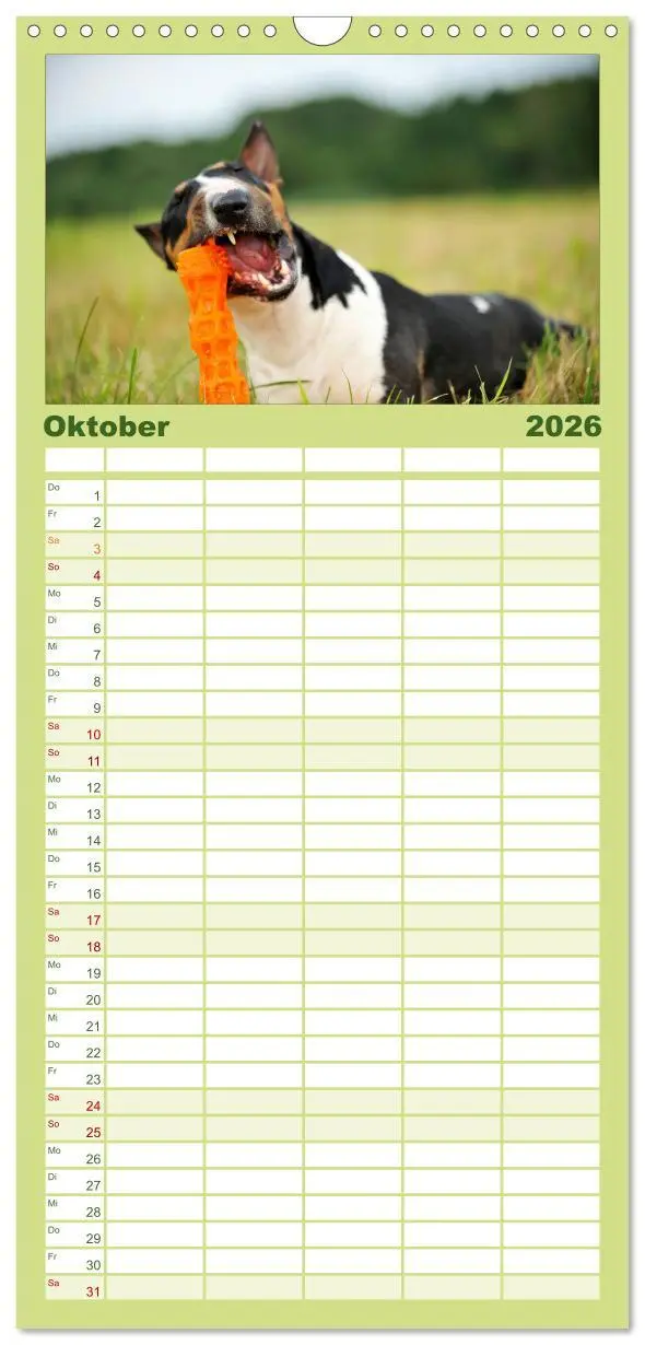 Bild: 9783516515626 | Familienplaner 2026 - Bullterrier, Powerpakete auf 4 Pfoten mit 5...