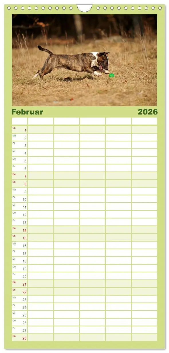 Bild: 9783516515626 | Familienplaner 2026 - Bullterrier, Powerpakete auf 4 Pfoten mit 5...