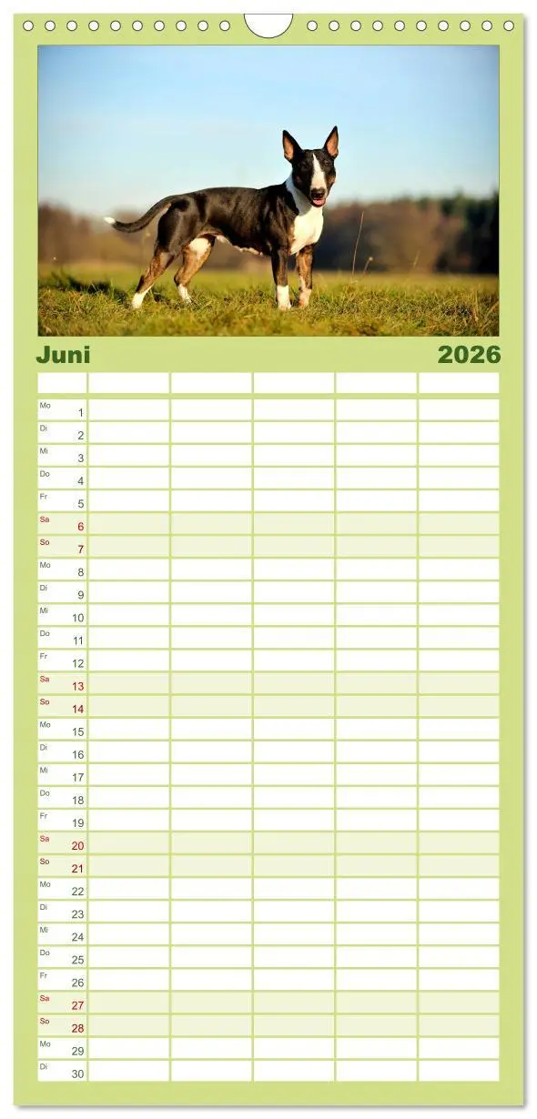 Bild: 9783516515626 | Familienplaner 2026 - Bullterrier, Powerpakete auf 4 Pfoten mit 5...