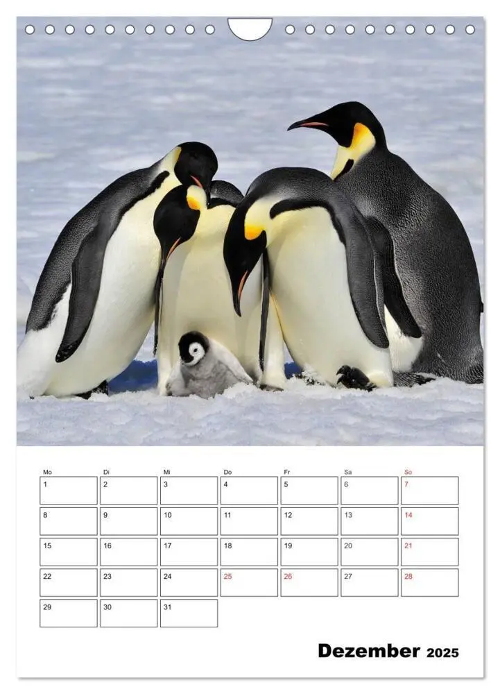 Bild: 9783457035726 | Pinguine. Familienglück im Eis (Wandkalender 2025 DIN A4 hoch),...