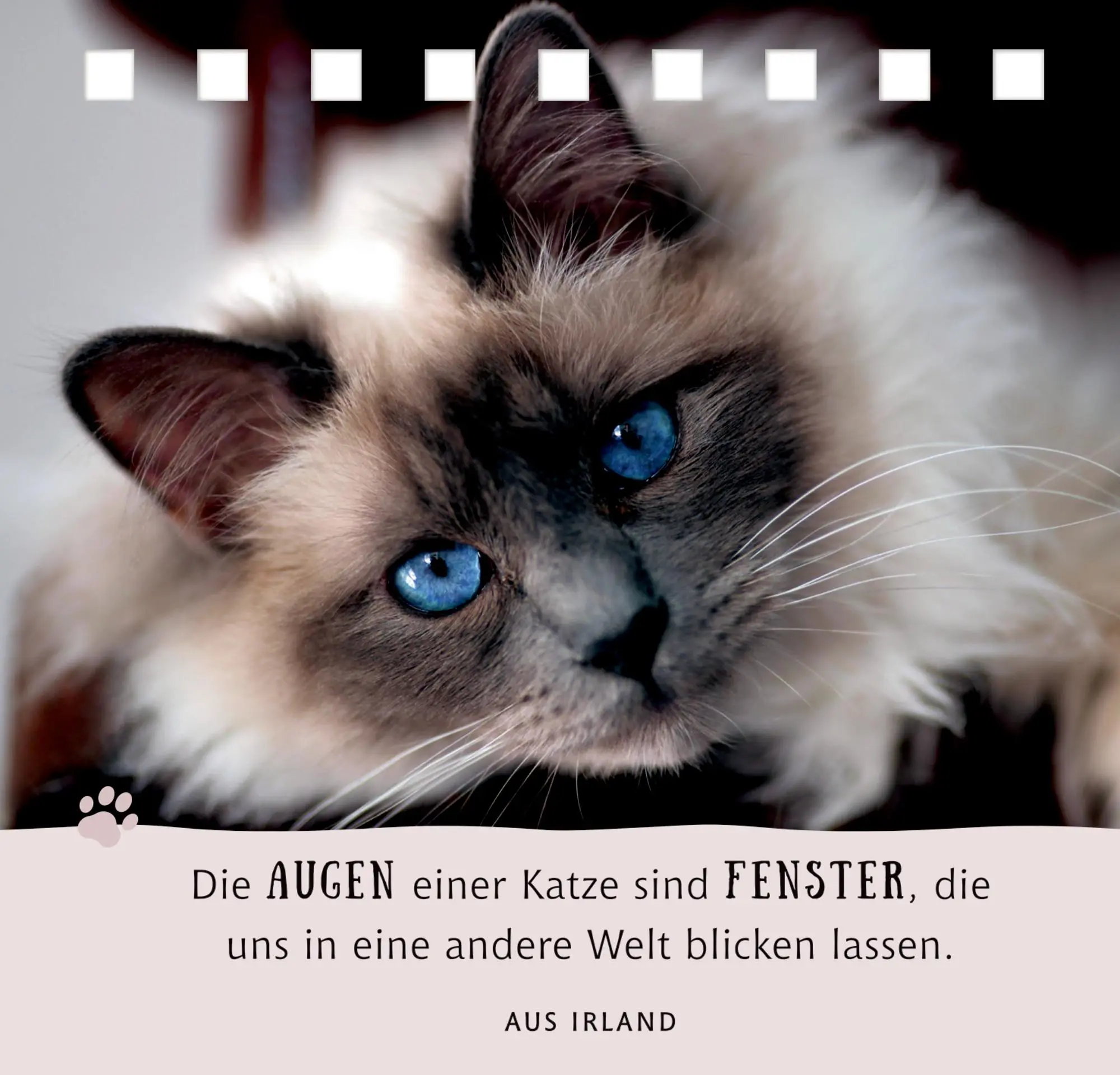 Bild: 9783649645726 | Das Glück kommt auf Samtpfoten | Julia Gerigk | Taschenbuch | 144 S.