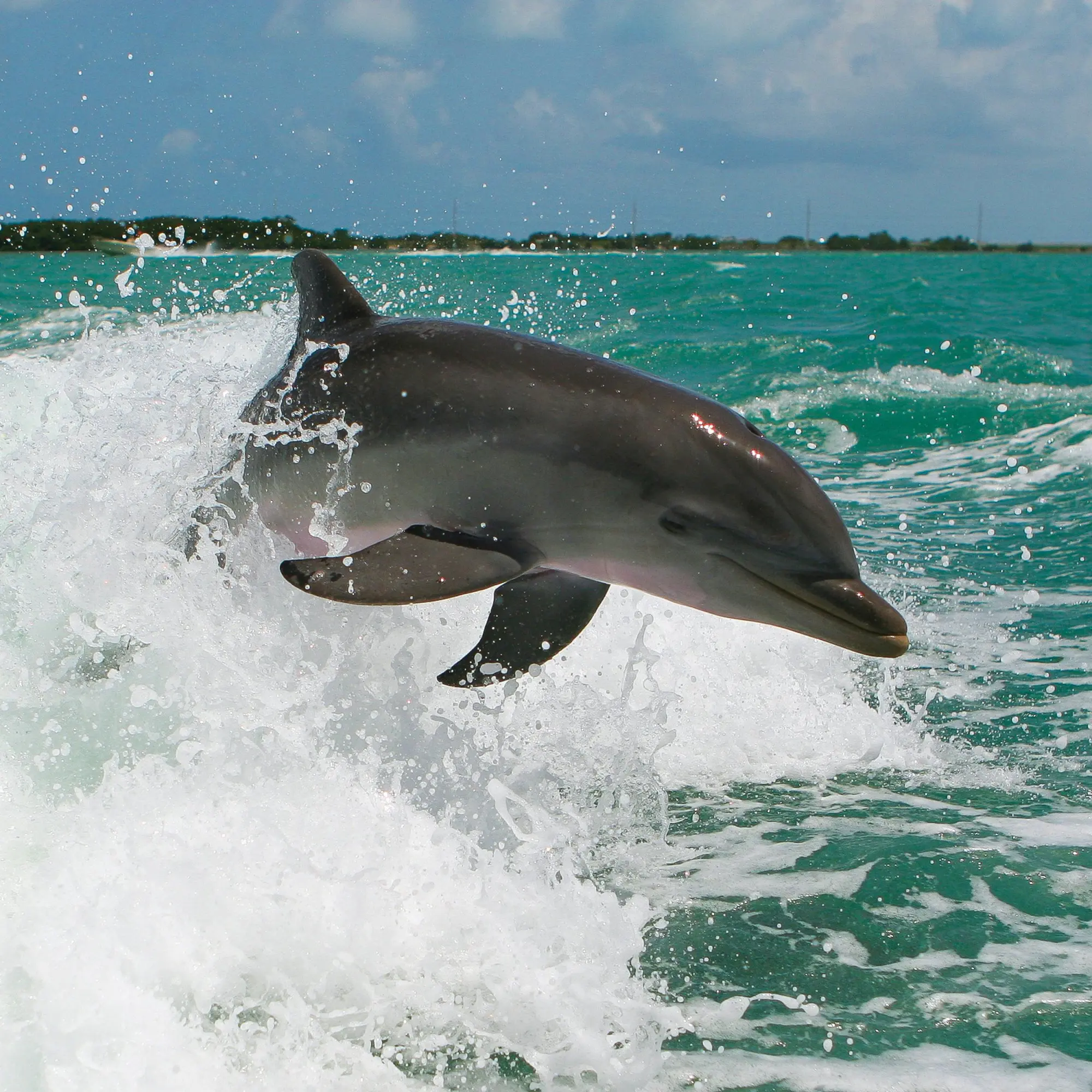 Bild: 9783959295826 | Delfine/Dolphins 2026 | Kalender 2026 | Kalender | Artwork Edition