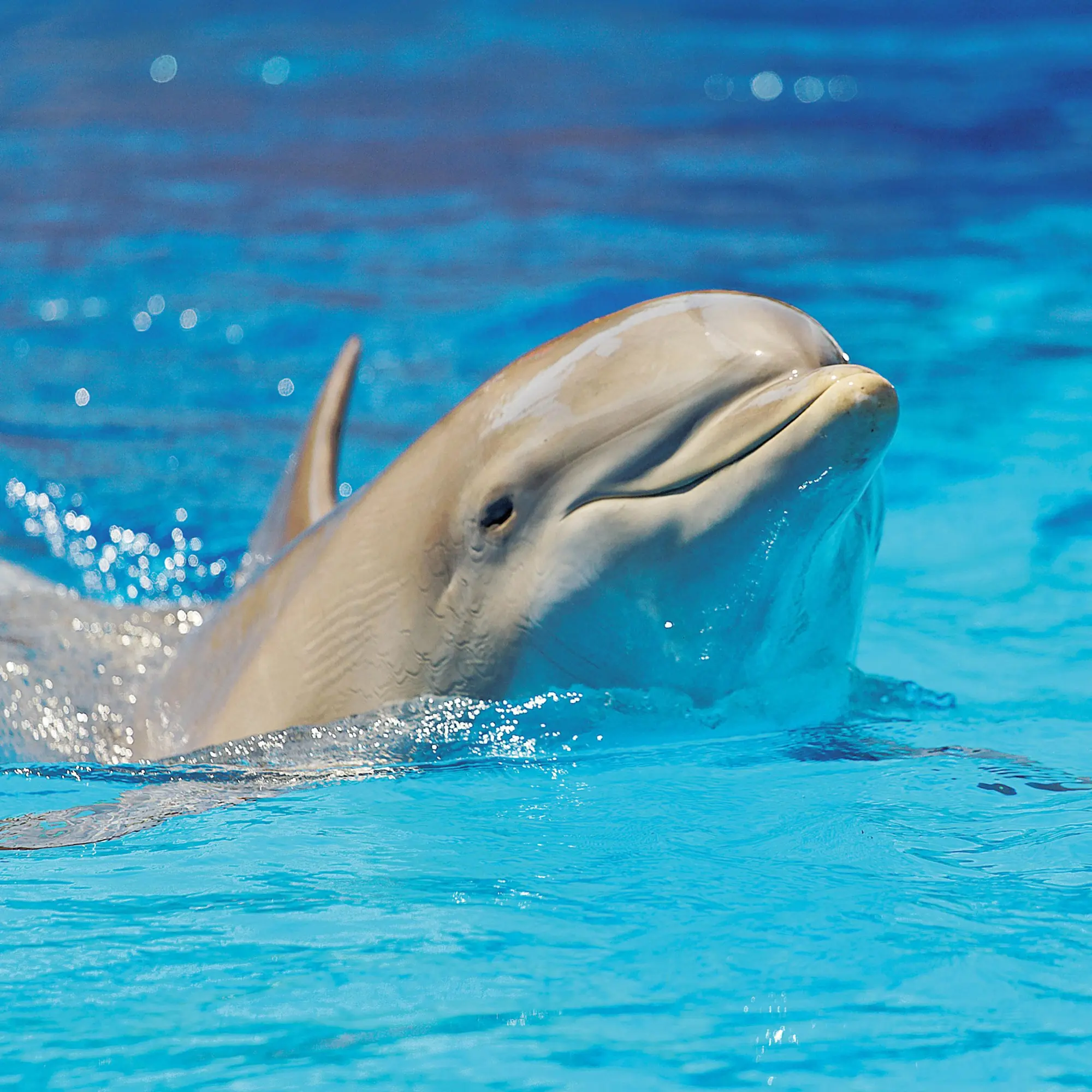 Bild: 9783959295826 | Delfine/Dolphins 2026 | Kalender 2026 | Kalender | Artwork Edition