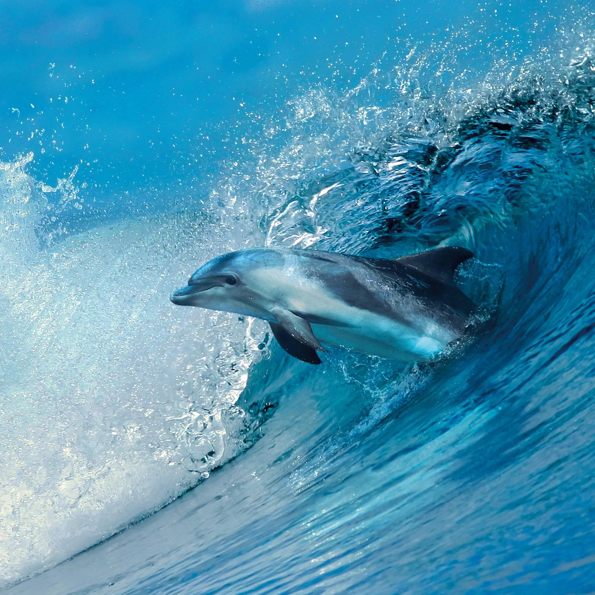 Bild: 9783959295826 | Delfine/Dolphins 2026 | Kalender 2026 | Kalender | Artwork Edition