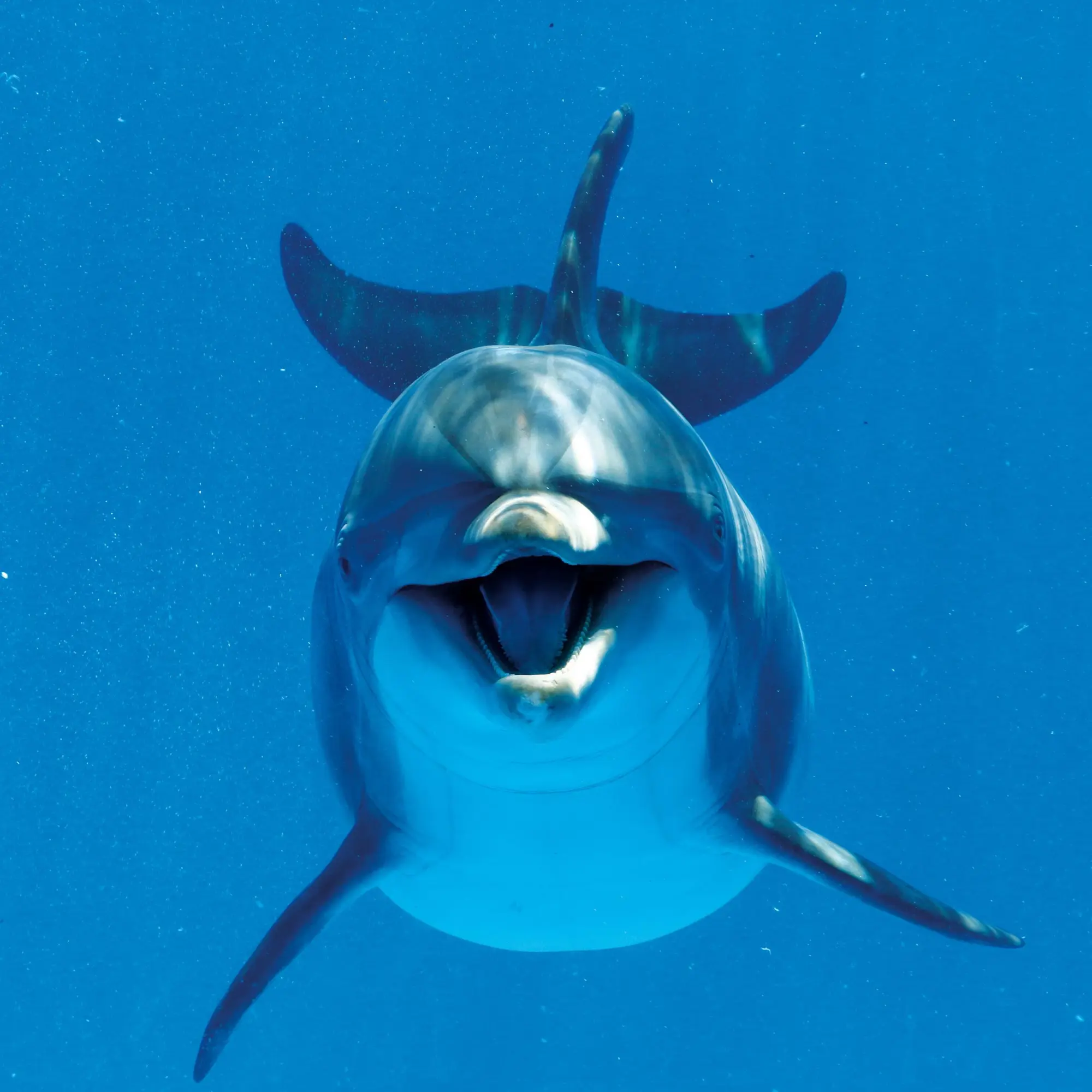 Bild: 9783959295826 | Delfine/Dolphins 2026 | Kalender 2026 | Kalender | Artwork Edition