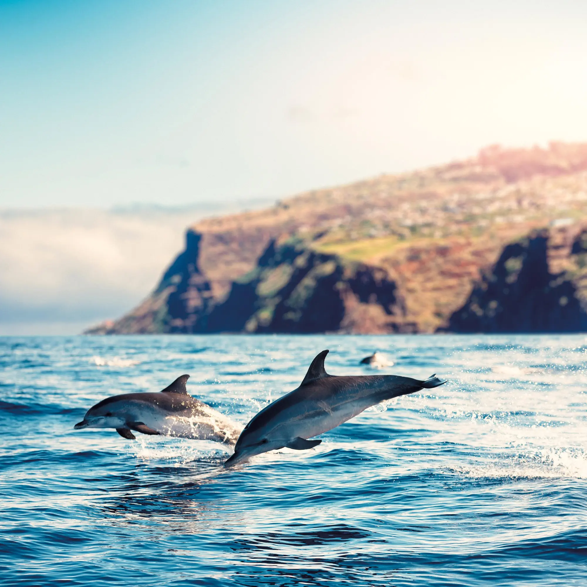 Bild: 9783959295826 | Delfine/Dolphins 2026 | Kalender 2026 | Kalender | Artwork Edition