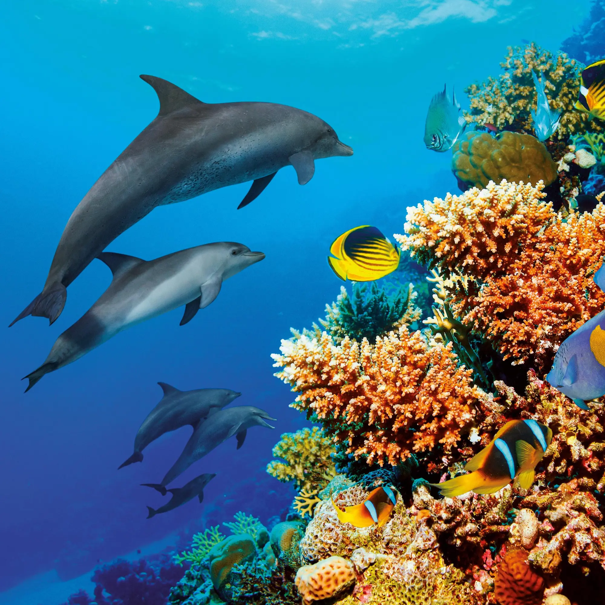 Bild: 9783959295826 | Delfine/Dolphins 2026 | Kalender 2026 | Kalender | Artwork Edition