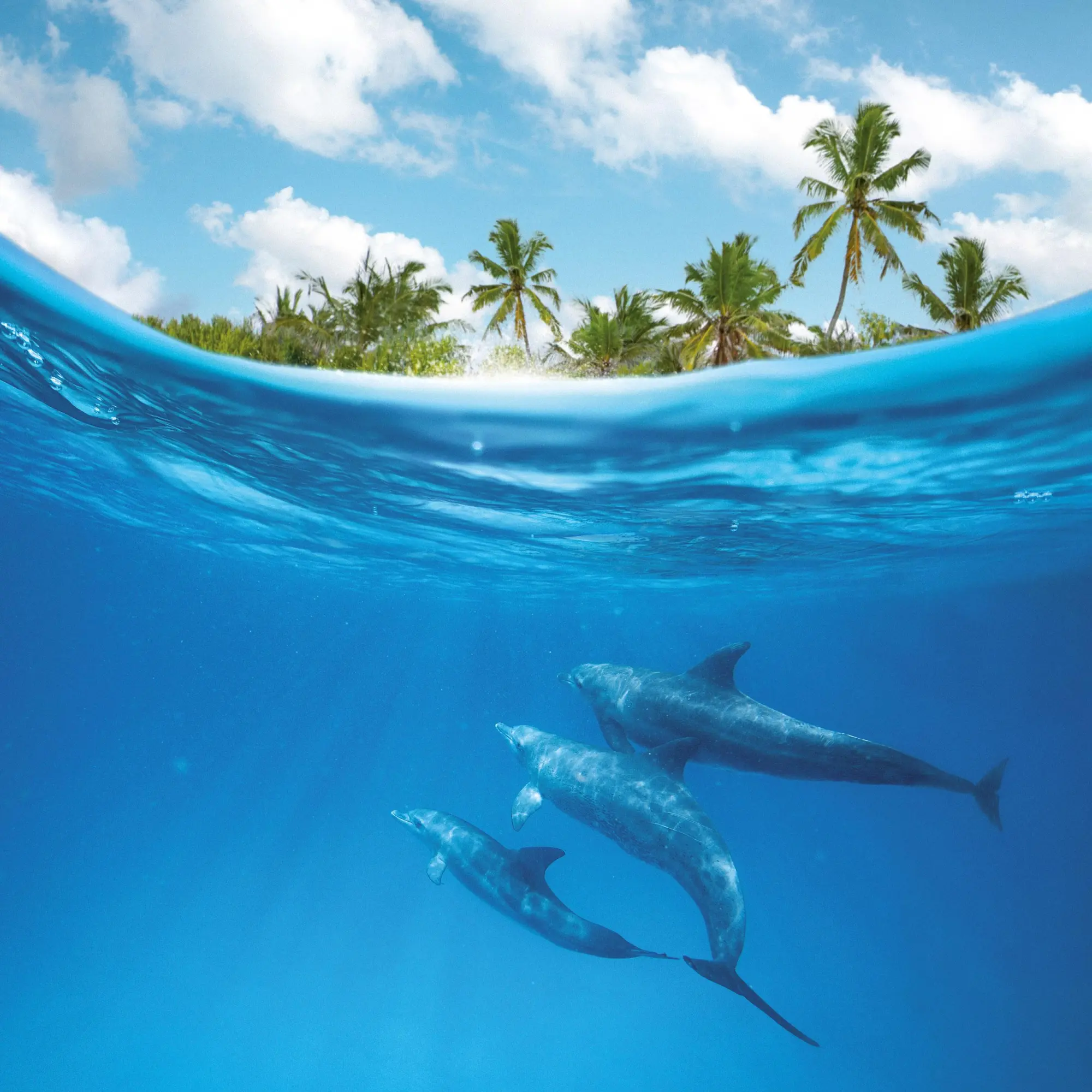 Bild: 9783959295826 | Delfine/Dolphins 2026 | Kalender 2026 | Kalender | Artwork Edition