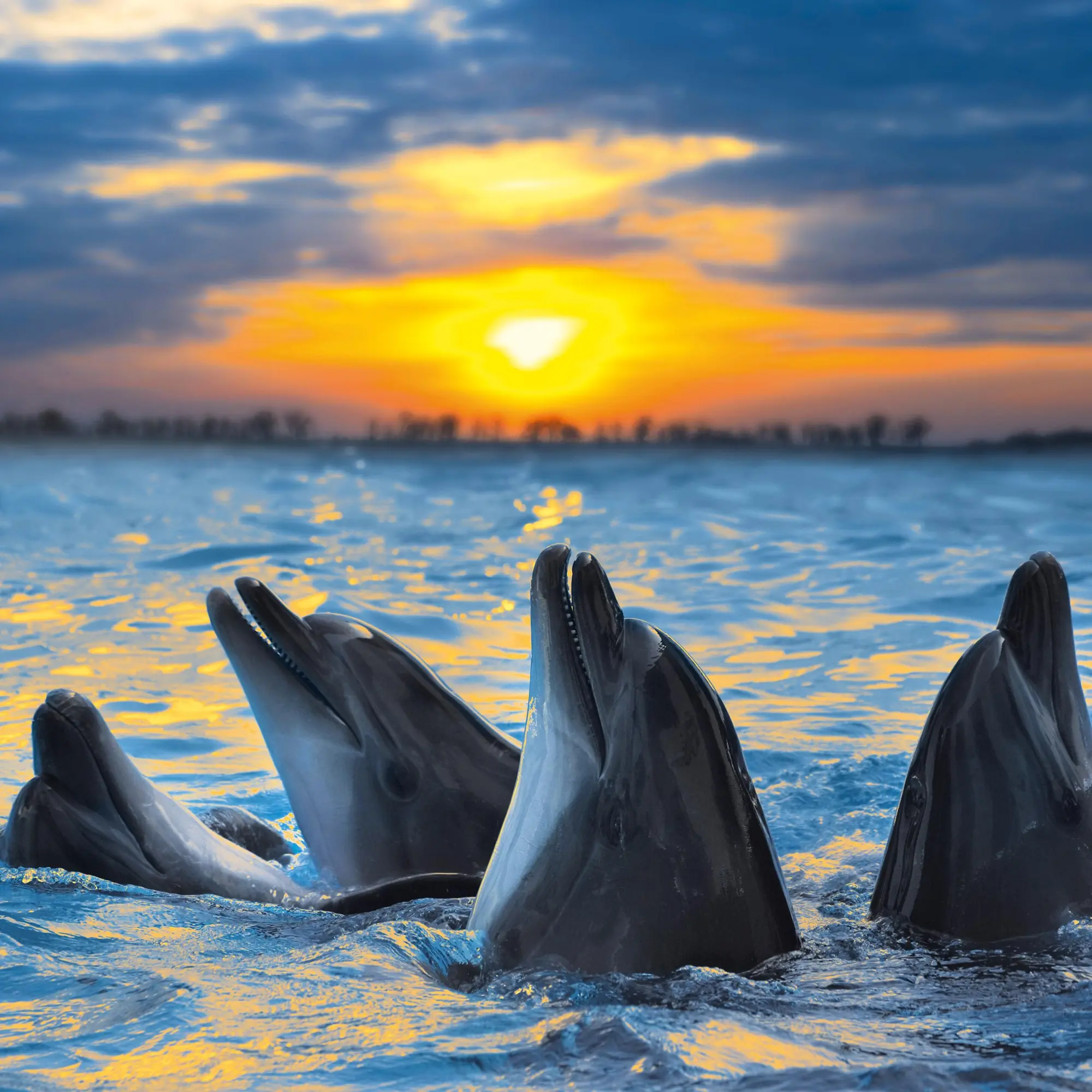 Bild: 9783959295826 | Delfine/Dolphins 2026 | Kalender 2026 | Kalender | Artwork Edition