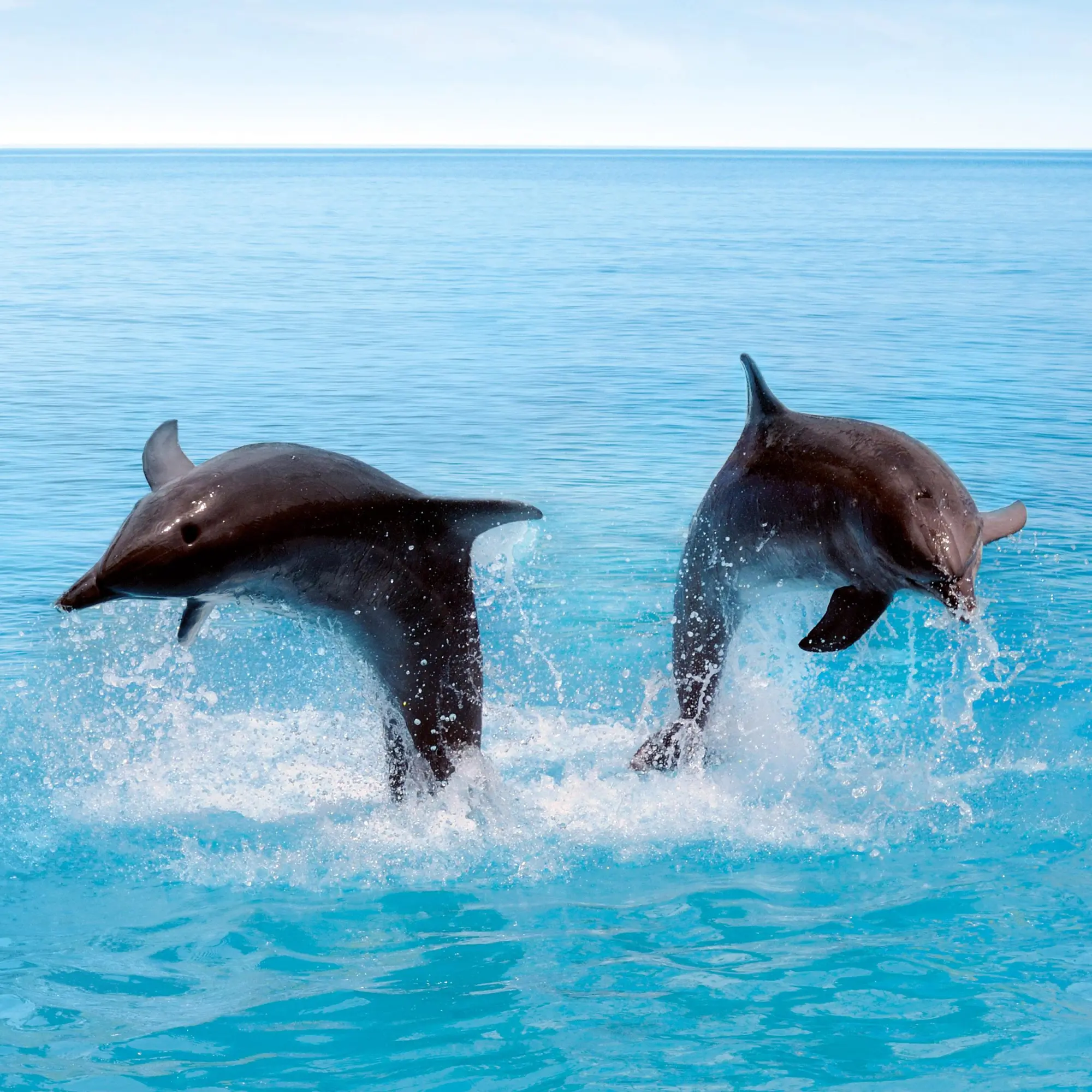 Bild: 9783959295826 | Delfine/Dolphins 2026 | Kalender 2026 | Kalender | Artwork Edition
