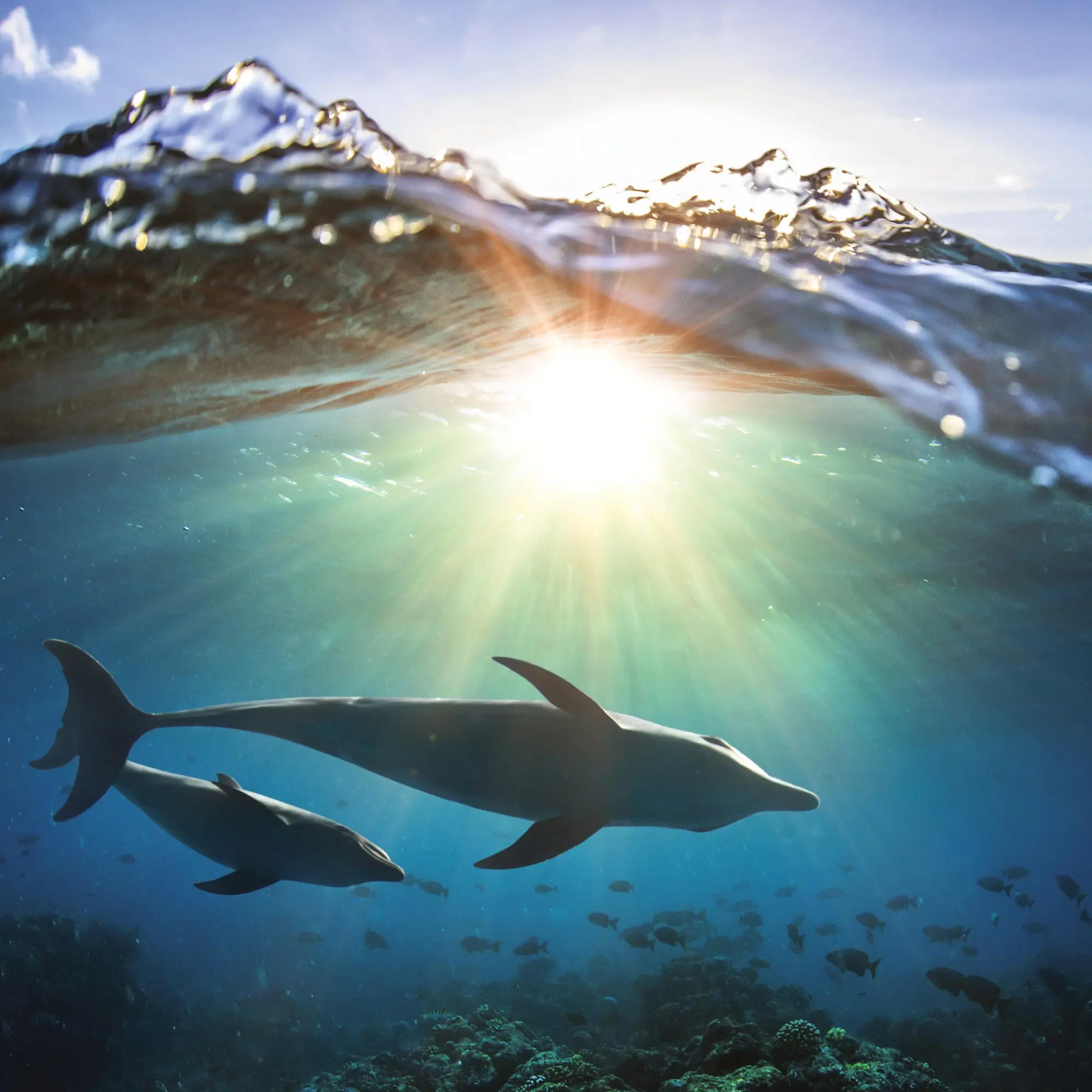 Bild: 9783959295826 | Delfine/Dolphins 2026 | Kalender 2026 | Kalender | Artwork Edition