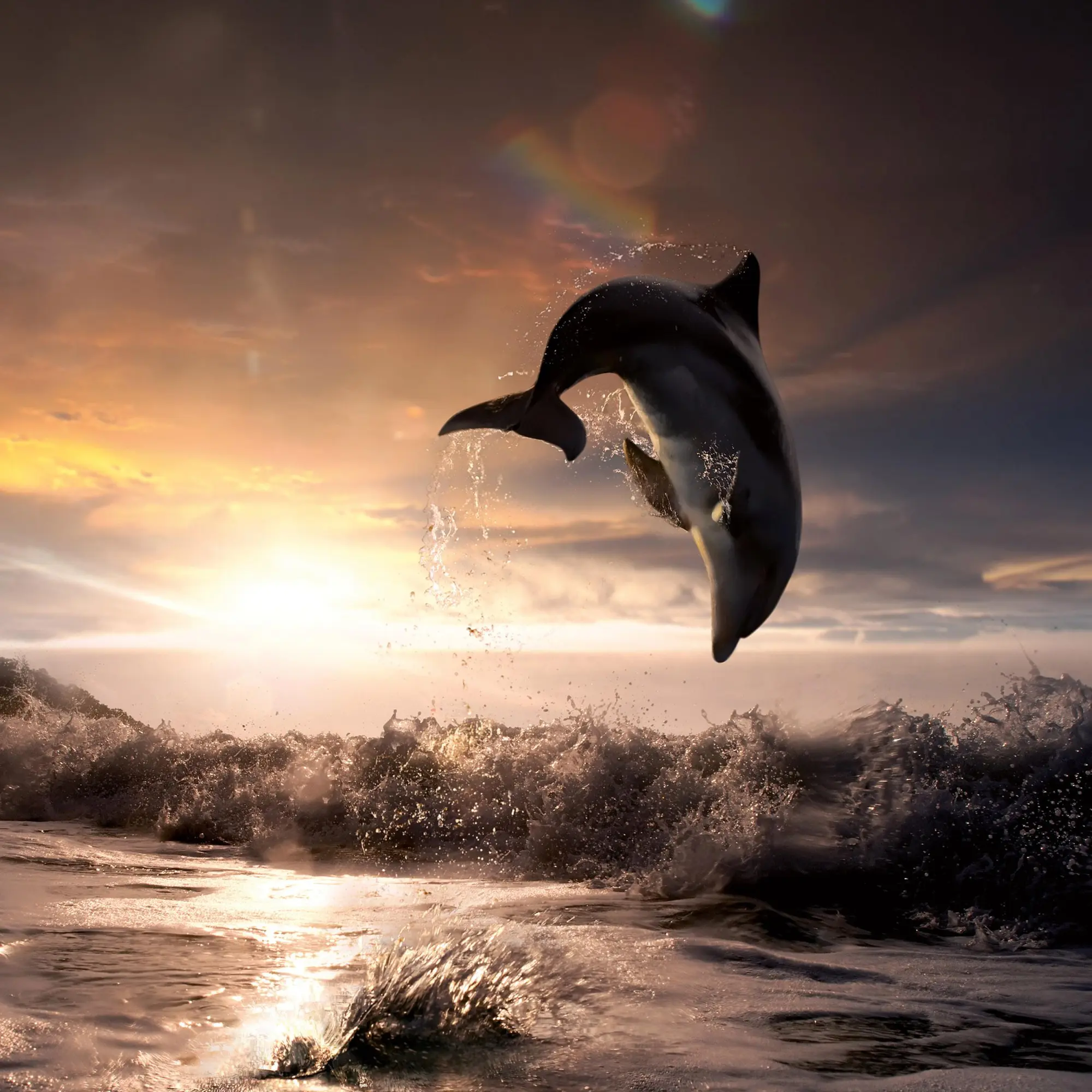 Bild: 9783959295826 | Delfine/Dolphins 2026 | Kalender 2026 | Kalender | Artwork Edition