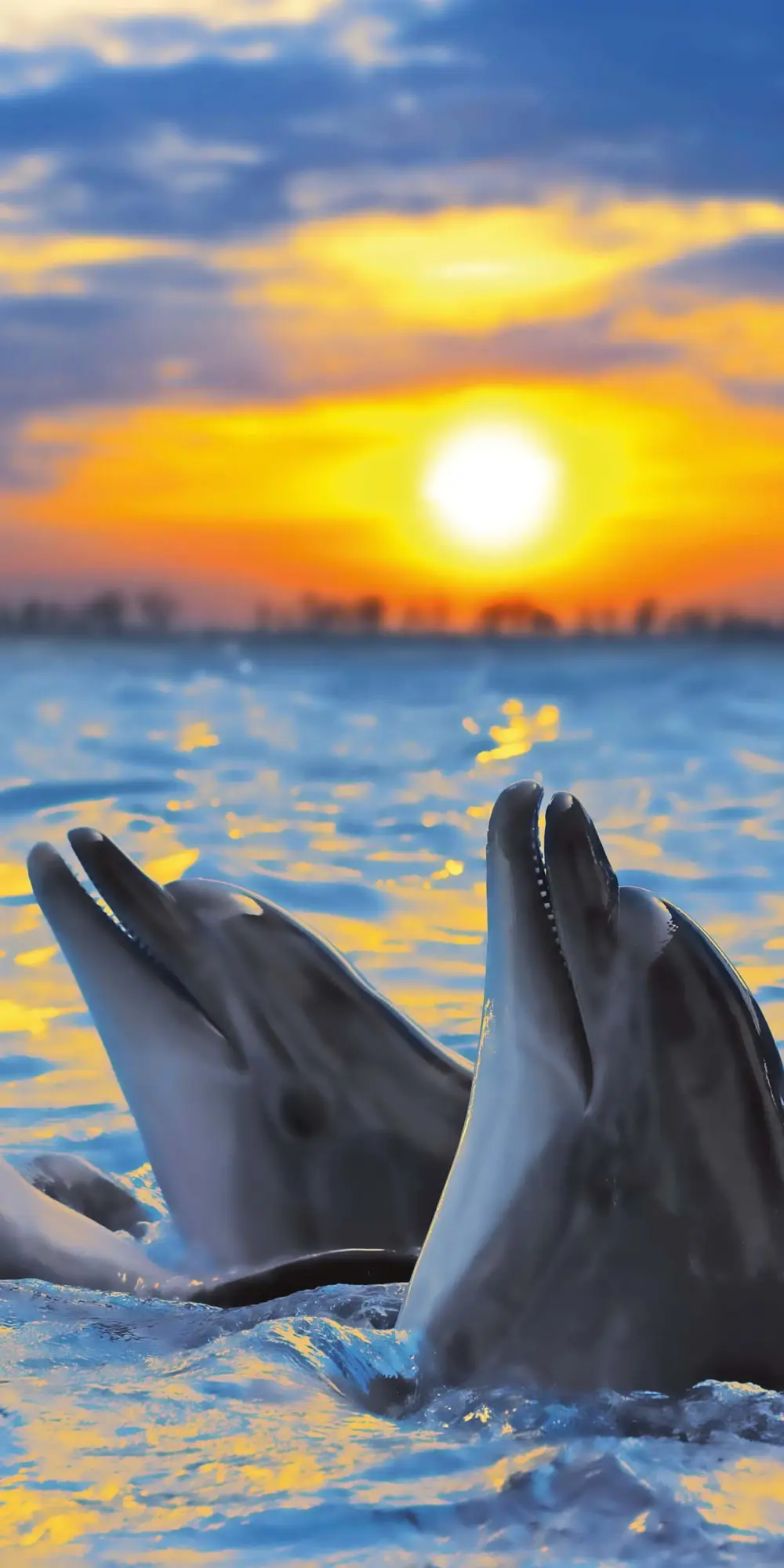 Bild: 9783959295826 | Delfine/Dolphins 2026 | Kalender 2026 | Kalender | Artwork Edition