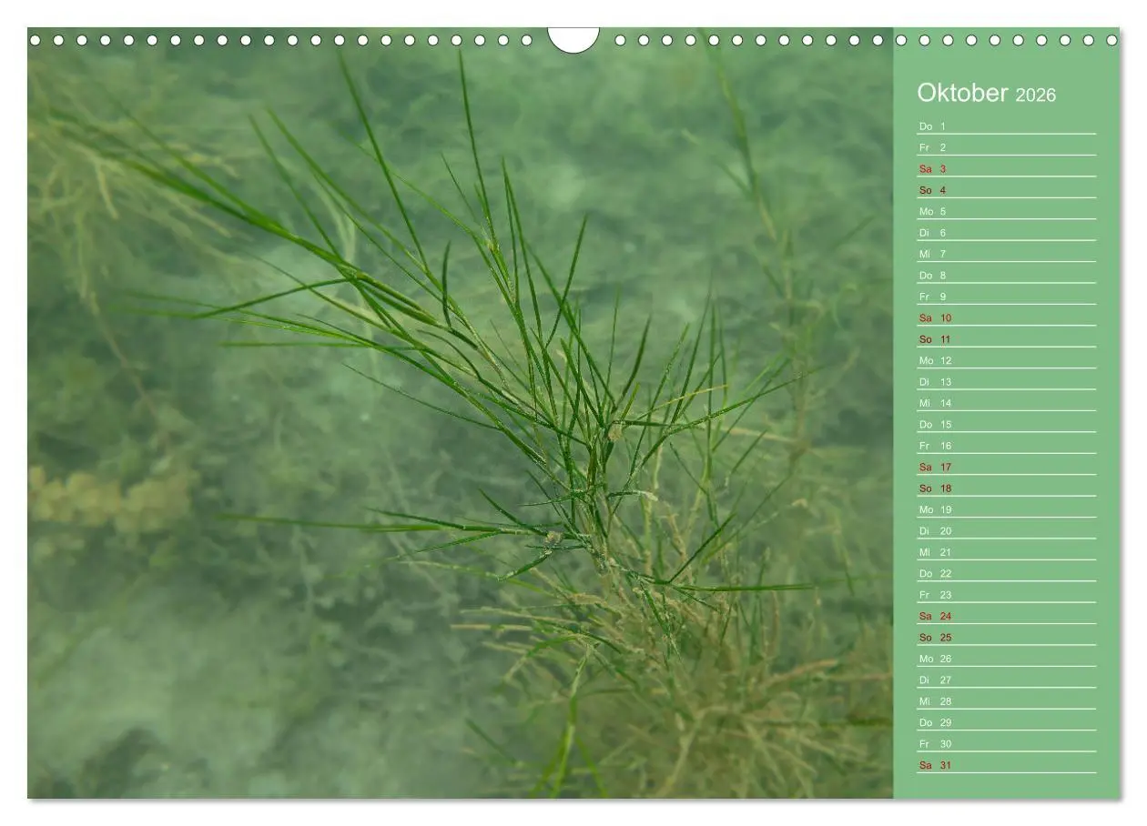 Bild: 9783457635926 | Baggersee - die grüne Welt (Wandkalender 2026 DIN A3 quer),...