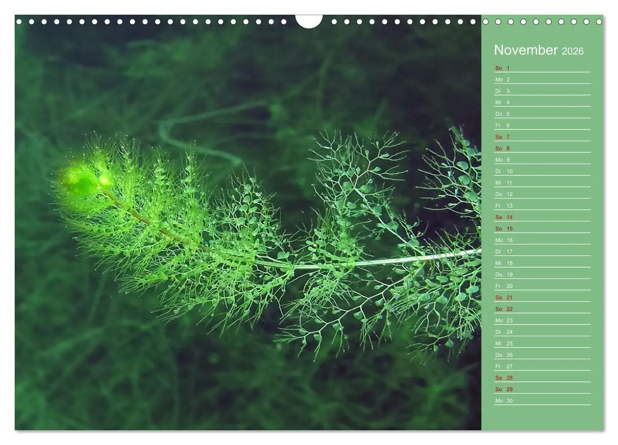 Bild: 9783457635926 | Baggersee - die grüne Welt (Wandkalender 2026 DIN A3 quer),...
