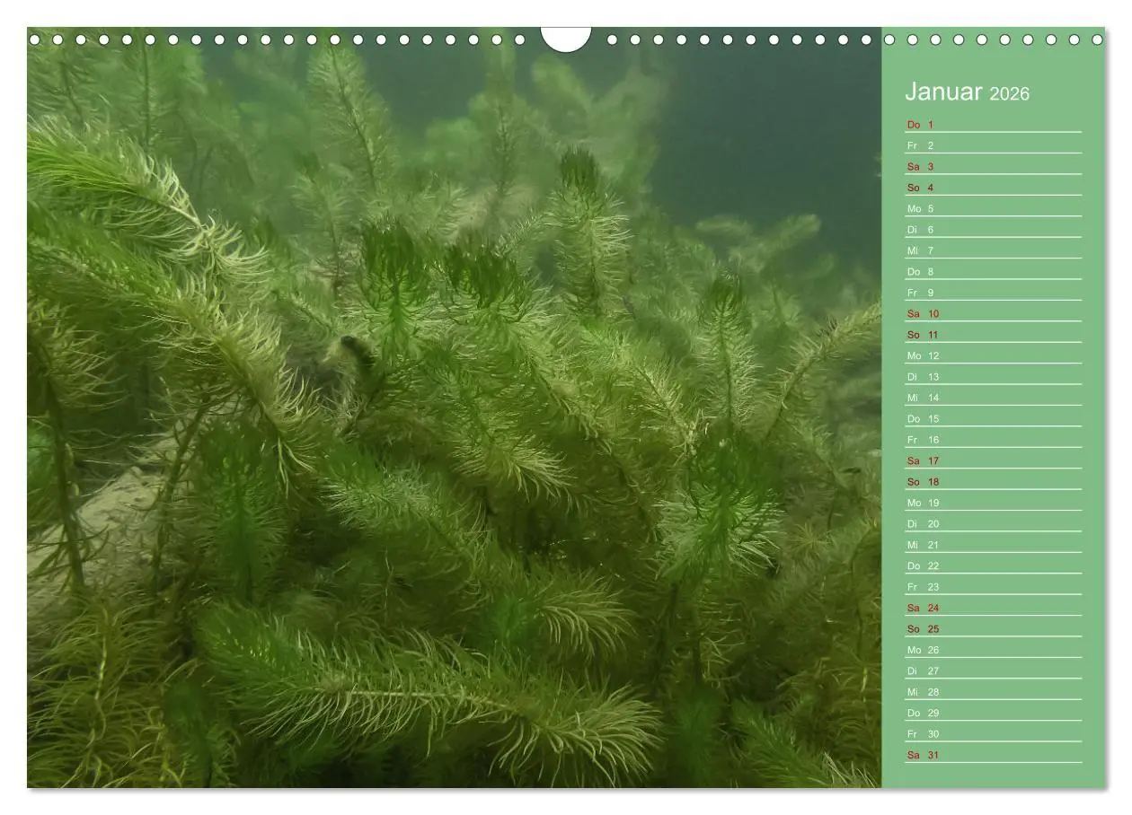Bild: 9783457635926 | Baggersee - die grüne Welt (Wandkalender 2026 DIN A3 quer),...