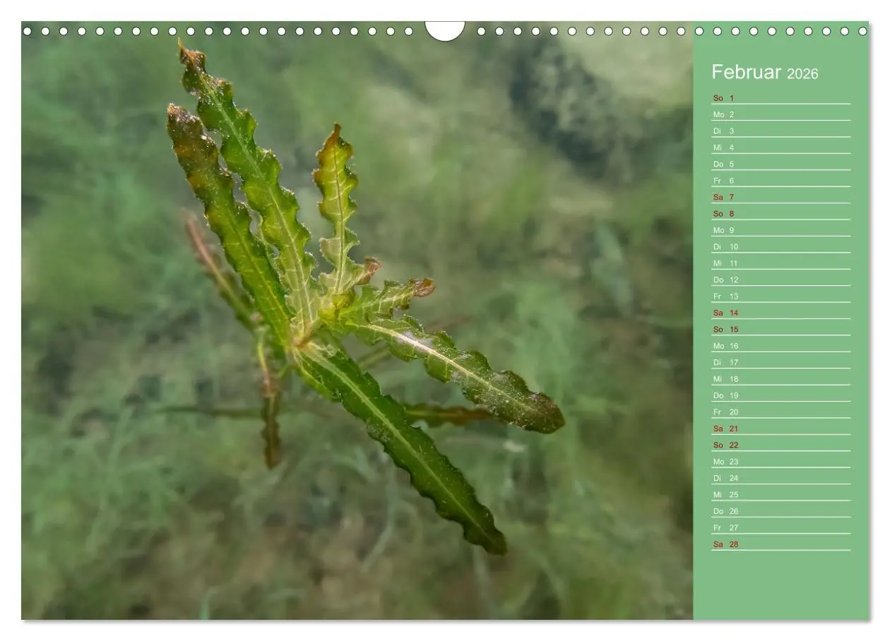 Bild: 9783457635926 | Baggersee - die grüne Welt (Wandkalender 2026 DIN A3 quer),...