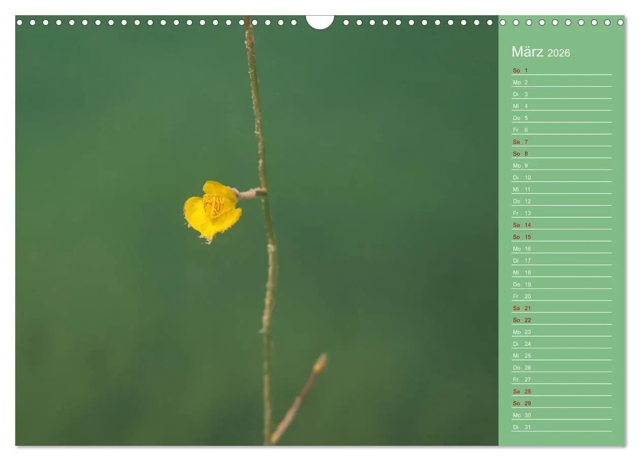 Bild: 9783457635926 | Baggersee - die grüne Welt (Wandkalender 2026 DIN A3 quer),...