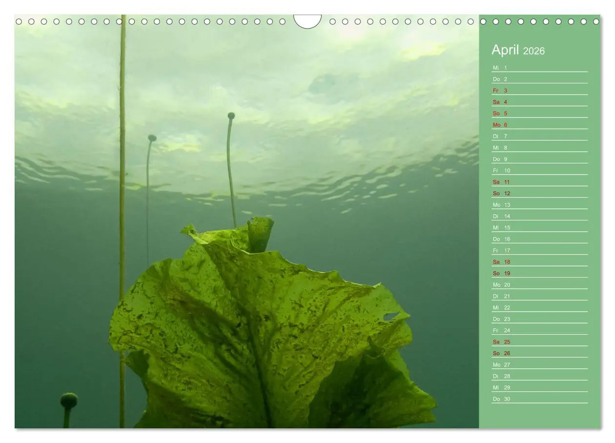 Bild: 9783457635926 | Baggersee - die grüne Welt (Wandkalender 2026 DIN A3 quer),...