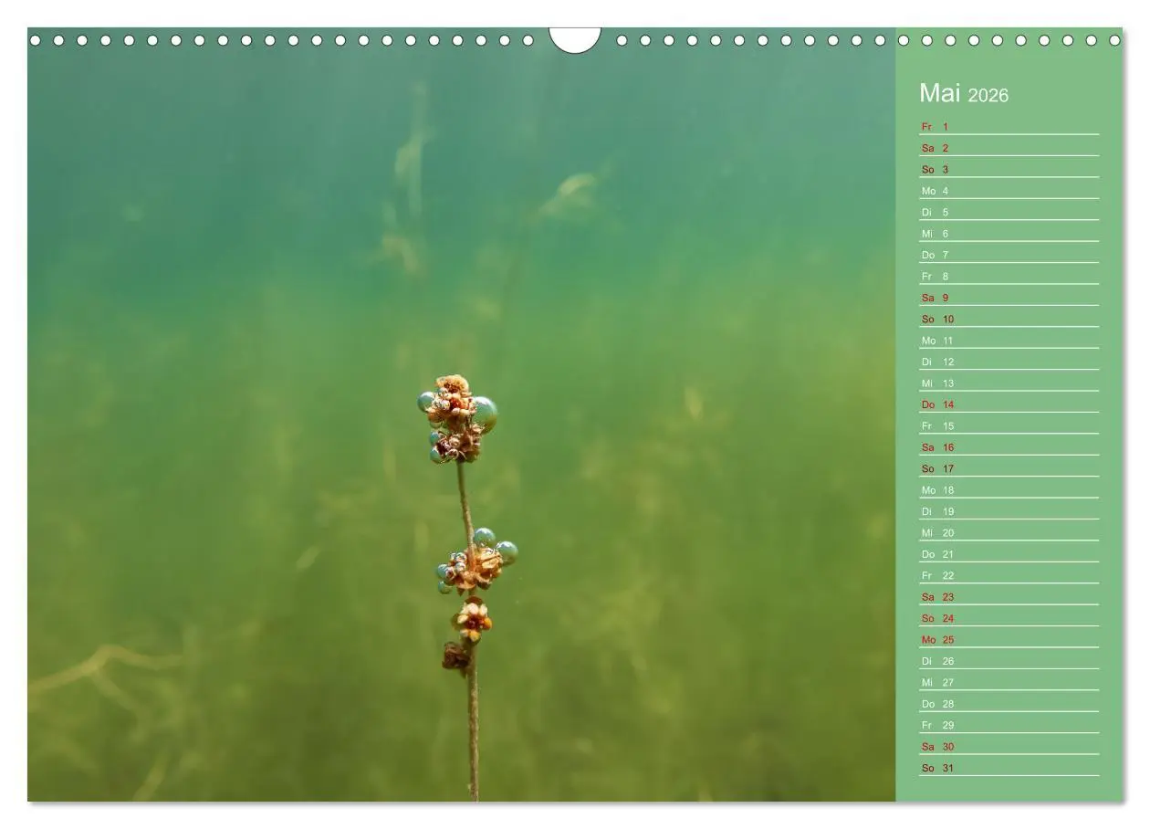 Bild: 9783457635926 | Baggersee - die grüne Welt (Wandkalender 2026 DIN A3 quer),...