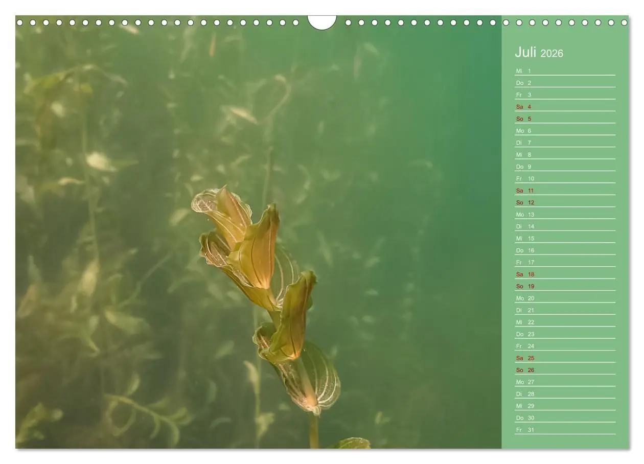 Bild: 9783457635926 | Baggersee - die grüne Welt (Wandkalender 2026 DIN A3 quer),...