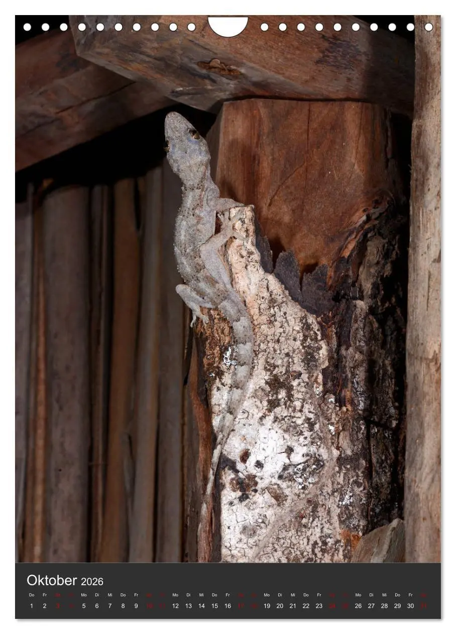 Bild: 9783516415926 | GECKOS (Wandkalender 2026 DIN A4 hoch), CALVENDO Monatskalender | 2026