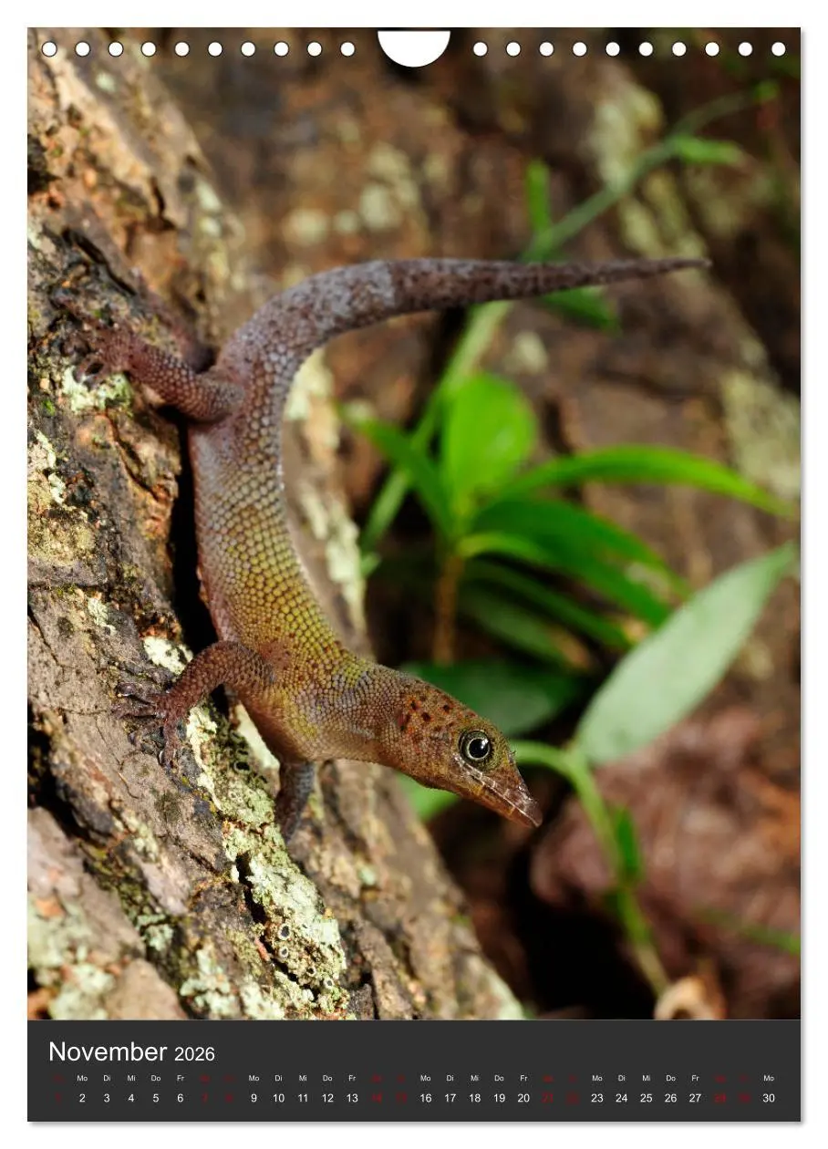 Bild: 9783516415926 | GECKOS (Wandkalender 2026 DIN A4 hoch), CALVENDO Monatskalender | 2026