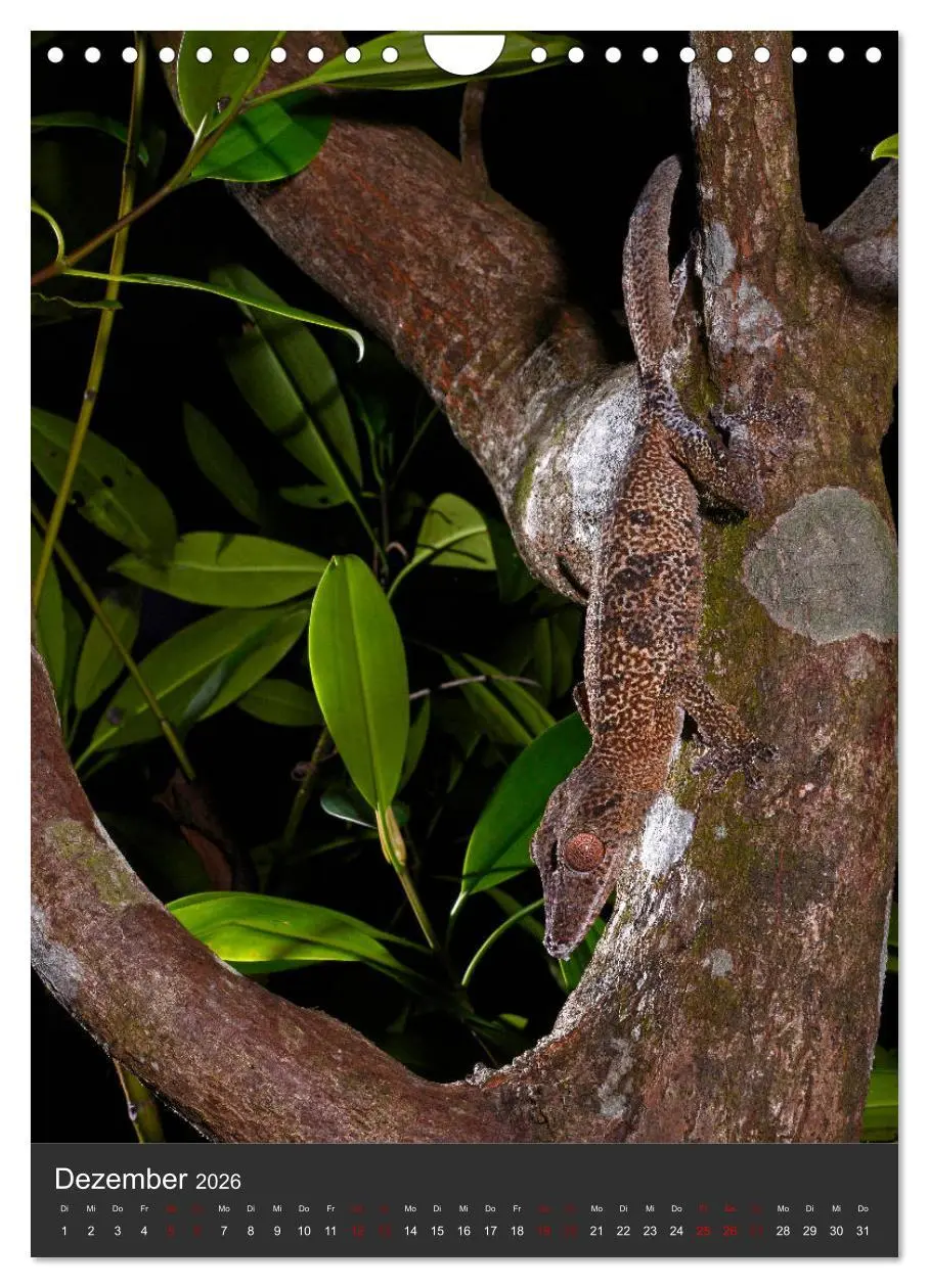 Bild: 9783516415926 | GECKOS (Wandkalender 2026 DIN A4 hoch), CALVENDO Monatskalender | 2026