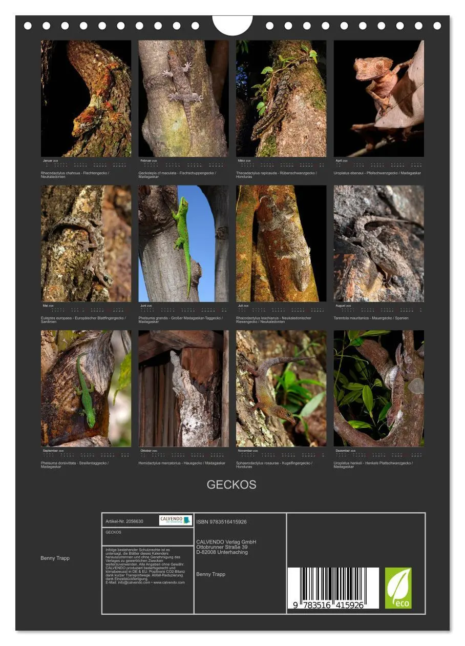 Bild: 9783516415926 | GECKOS (Wandkalender 2026 DIN A4 hoch), CALVENDO Monatskalender | 2026