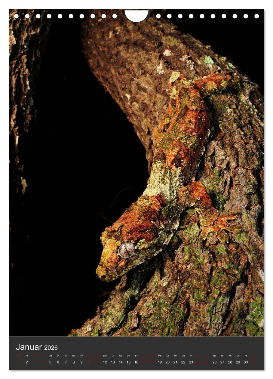 Bild: 9783516415926 | GECKOS (Wandkalender 2026 DIN A4 hoch), CALVENDO Monatskalender | 2026