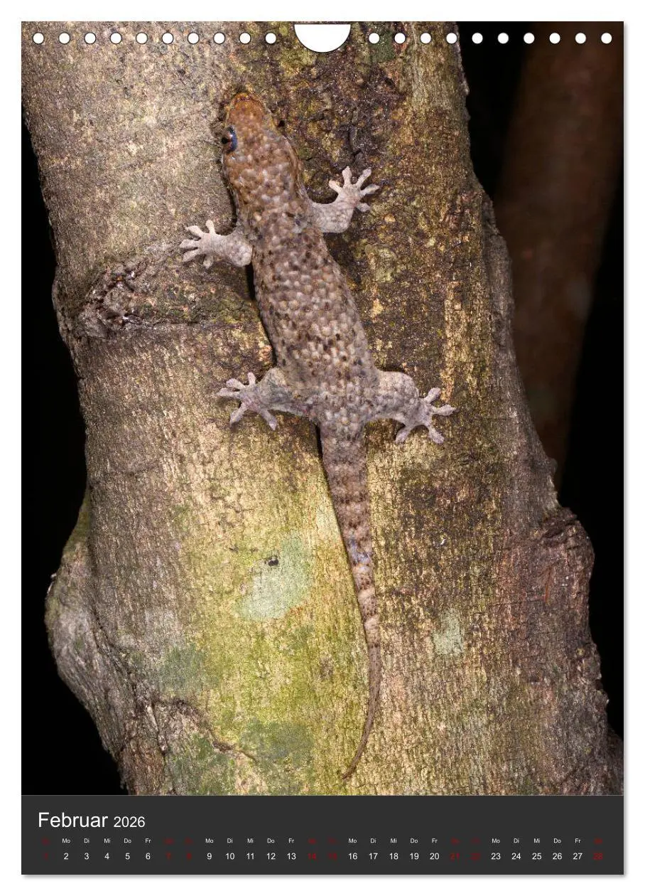 Bild: 9783516415926 | GECKOS (Wandkalender 2026 DIN A4 hoch), CALVENDO Monatskalender | 2026