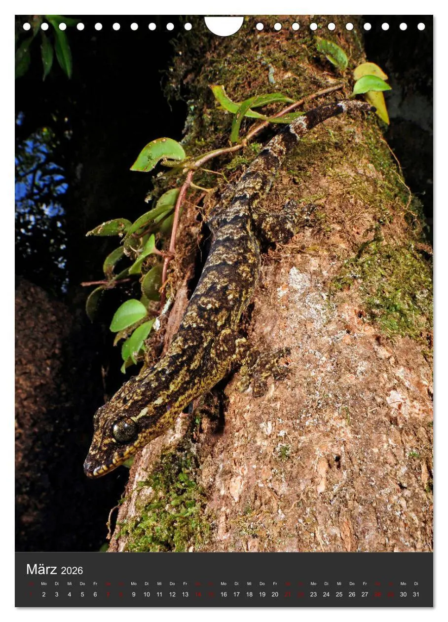 Bild: 9783516415926 | GECKOS (Wandkalender 2026 DIN A4 hoch), CALVENDO Monatskalender | 2026